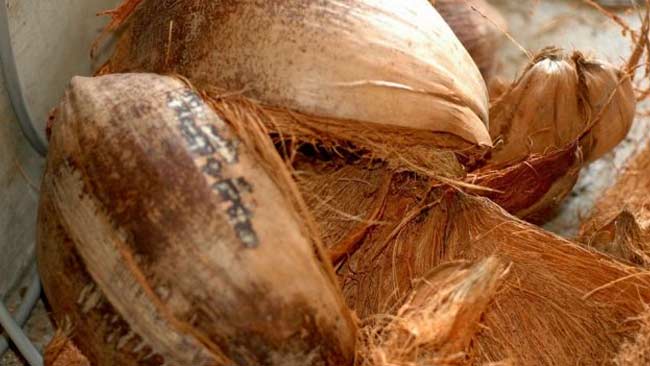 Sabut Kelapa sebagai Inspirasi Produk Ramah Lingkungan