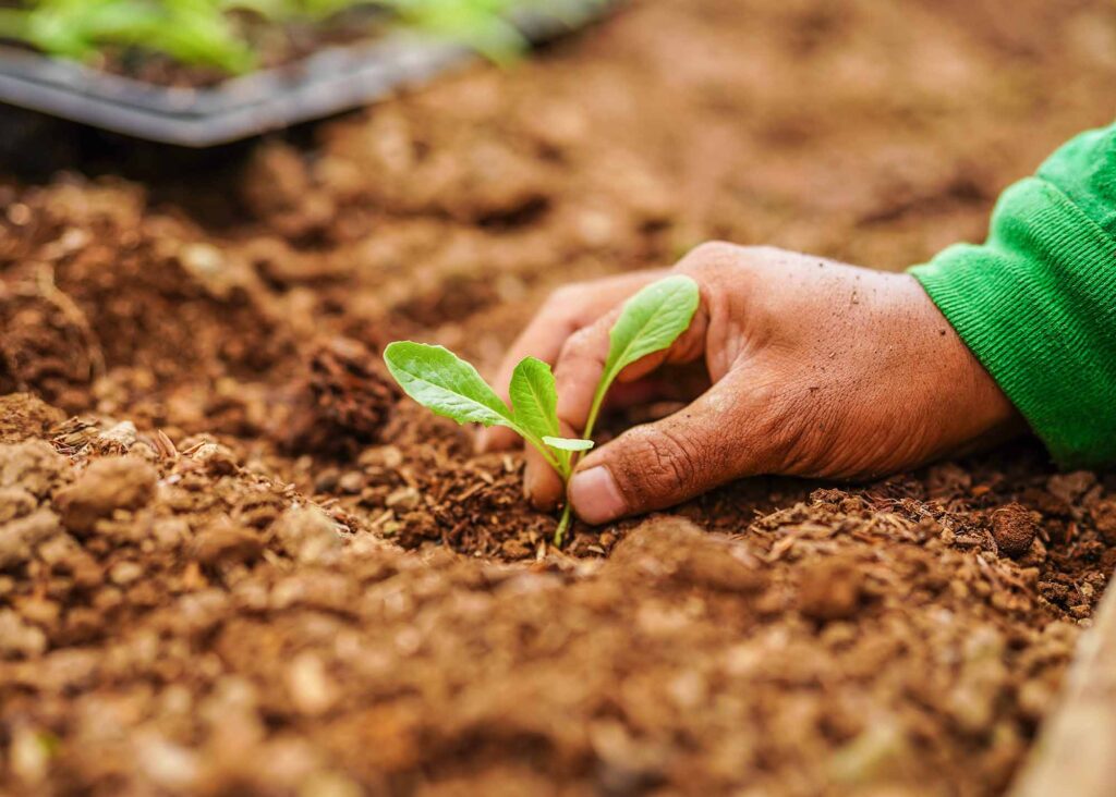 pemasaran sabut kelapa menguntungkan