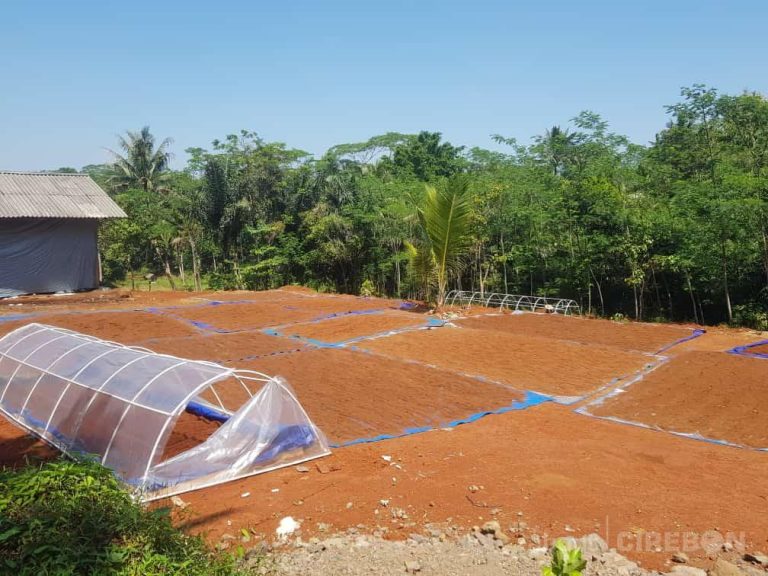 Peningkatan Pendapatan Masyarakat melalui Cocomesh