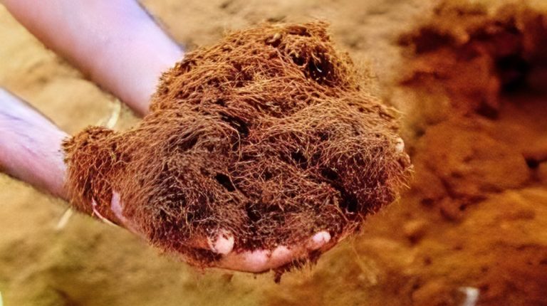 Sabut Kelapa sebagai Bahan Biokomposit