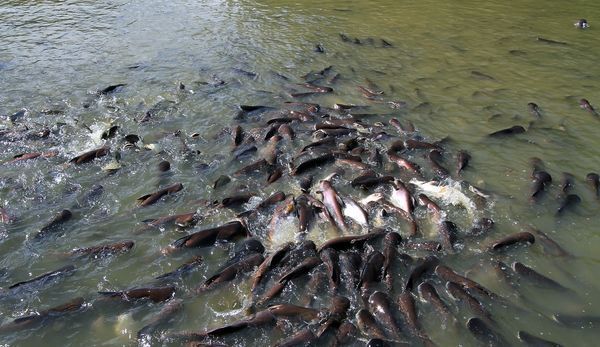 penyebab penyakit kembung pada lele