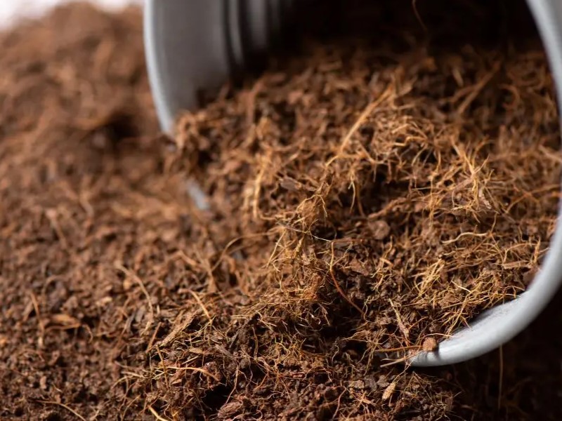 sabut kelapa untuk media tanam jamur organik