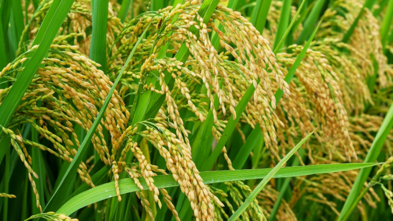 bisnis penggilingan padi kecil