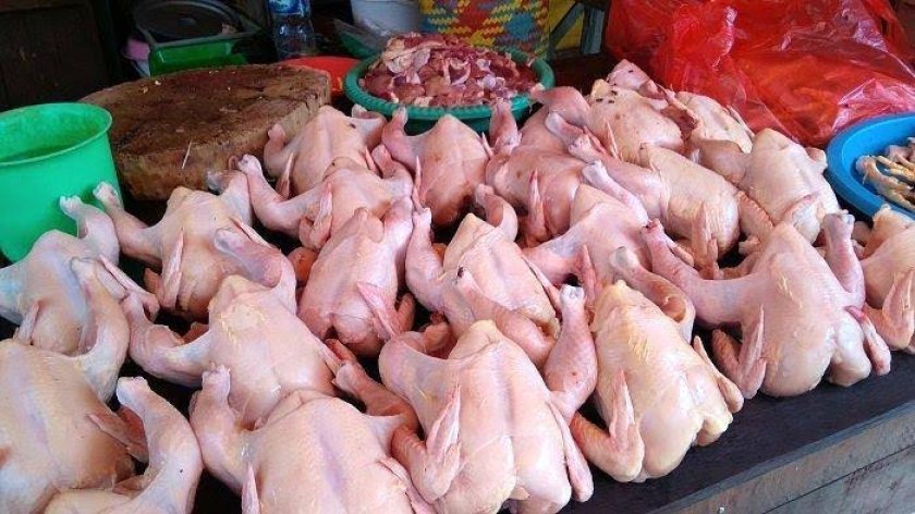bisnis ayam segar harian