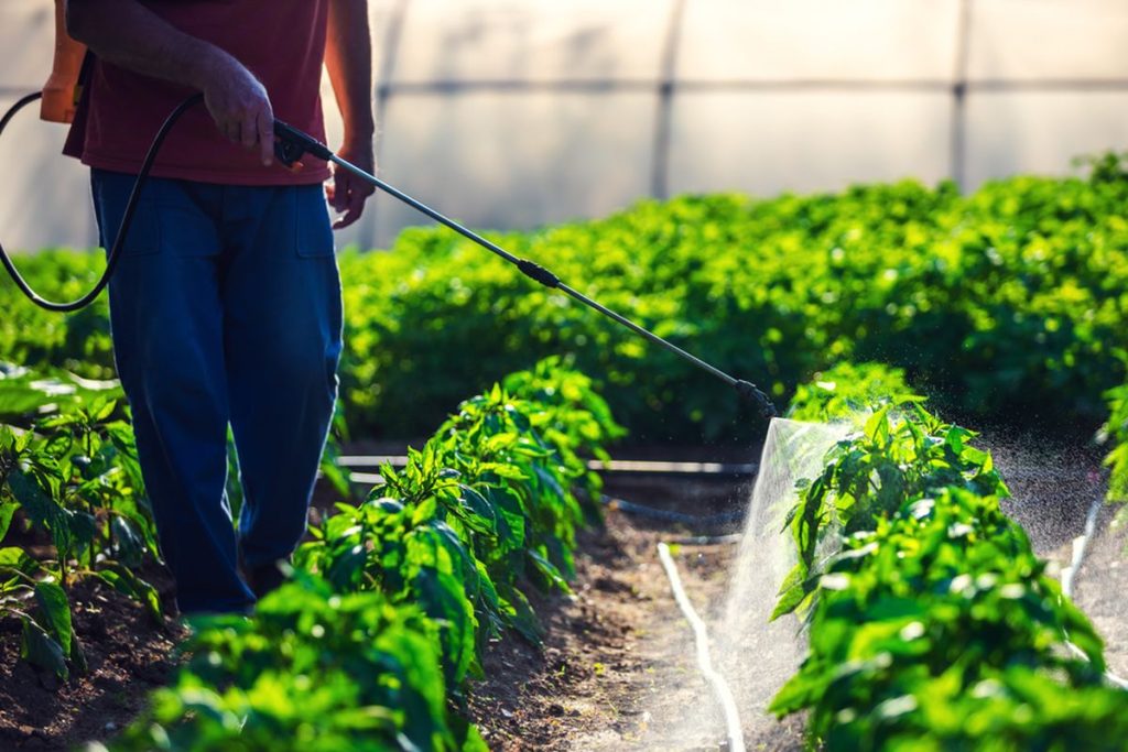 Cara Menyemprot Pestisida Merata Untuk Perlindungan Tanaman