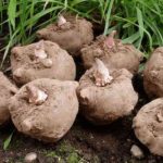 pengolahan porang untuk ekspor