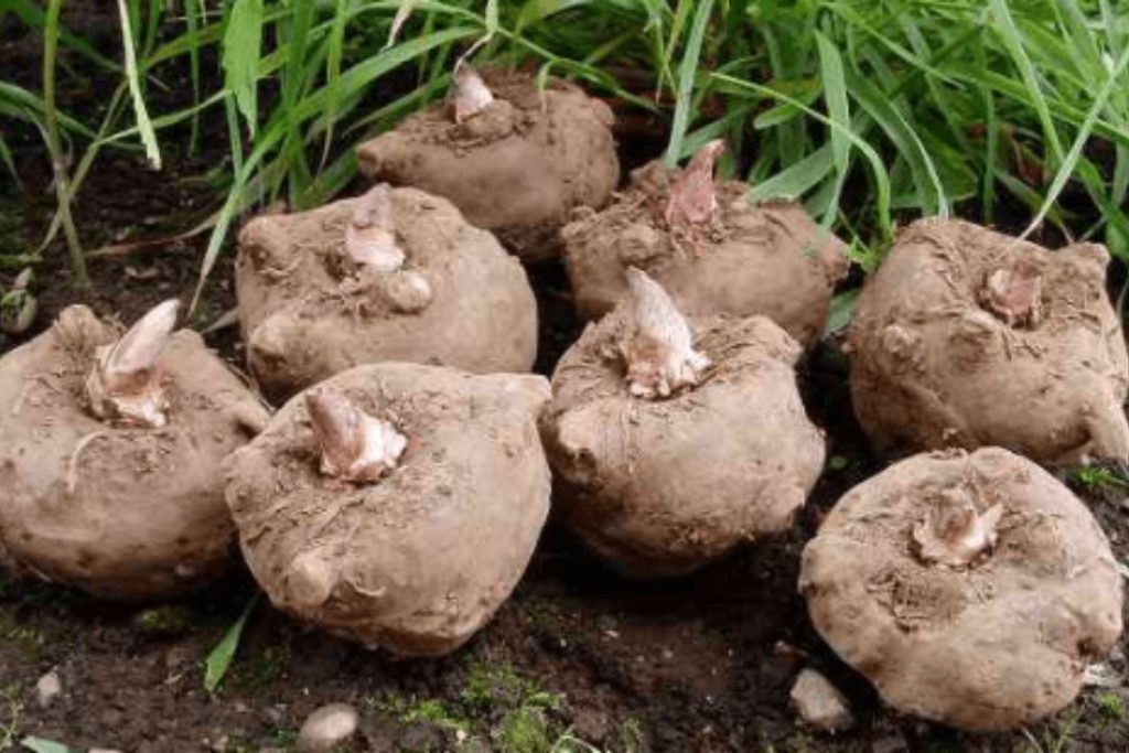 pengolahan porang untuk ekspor