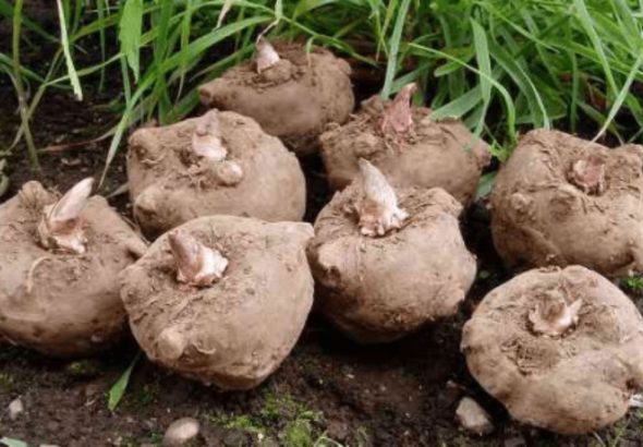 program pemerintah hilirisasi porang