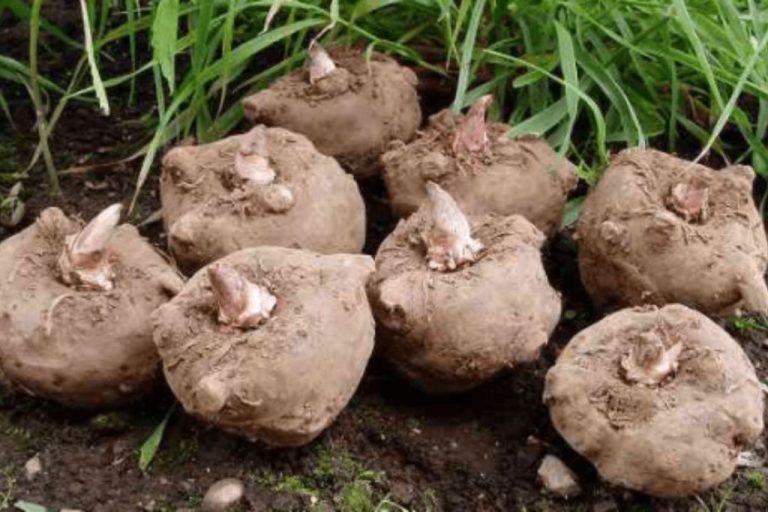 program pemerintah hilirisasi porang